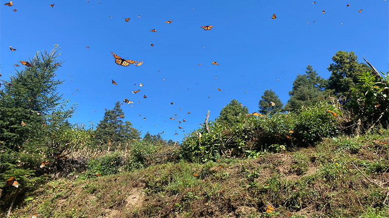 Febrero, mes ideal para disfrutar avistamiento de la Monarca, en Michoacán 