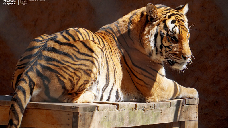 Tigres de bengala, felinos consentidos del Zoológico de Morelia