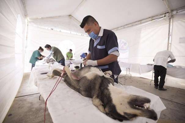 Este Fin De Semana Campaña De Esterilización De Perros Y Gatos En