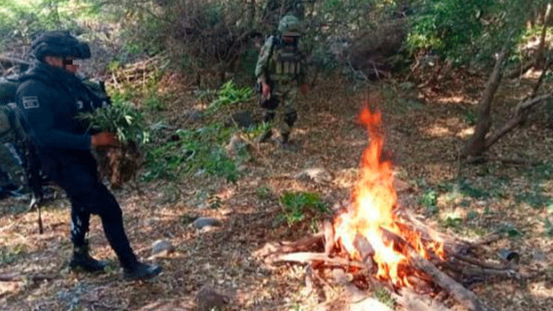 Destruyen plantío de mota en Parácuaro, Michoacán  