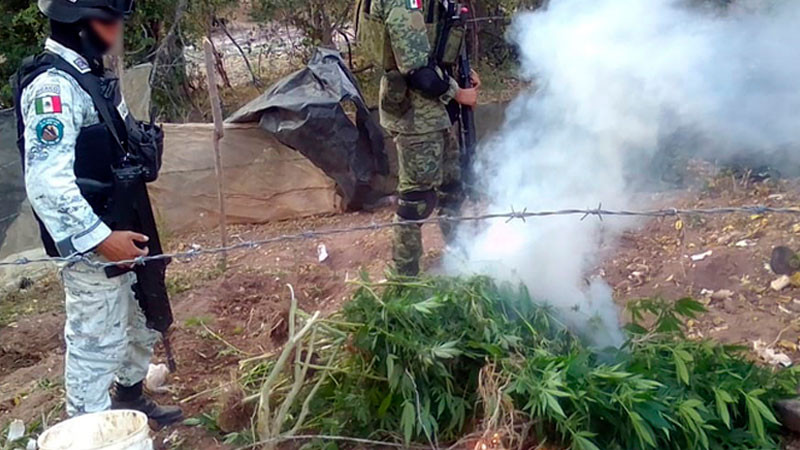 Localizan y destruyen plantío de marihuana en Sinaloa 