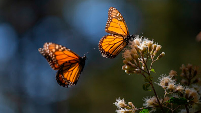 Mariposa Monarca genera gran interés en feria turística de Colombia: Sectur 