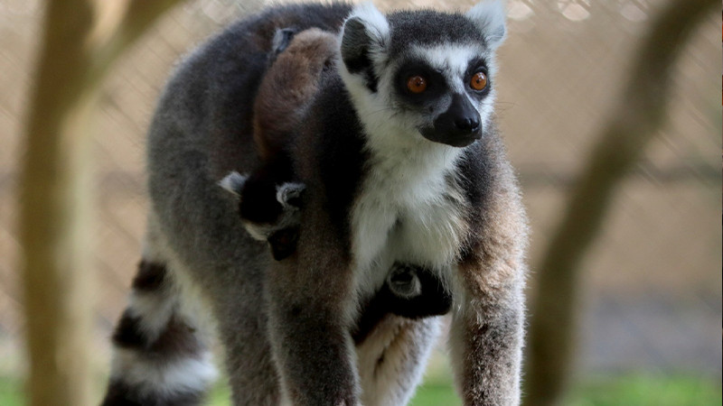 Conoce al simpático rey Julien en el Zoológico de Morelia