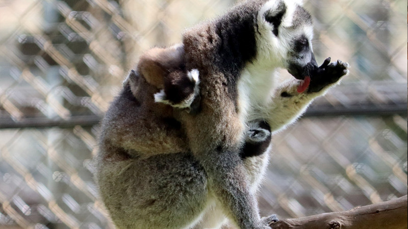 Conoce al simpático rey Julien en el Zoológico de Morelia