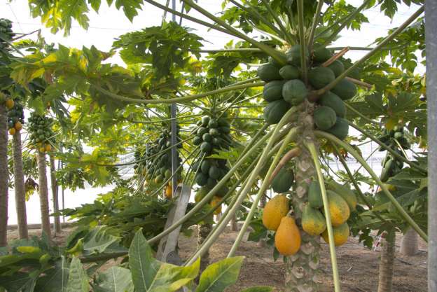 Temporal benéfico para la producción de papaya 