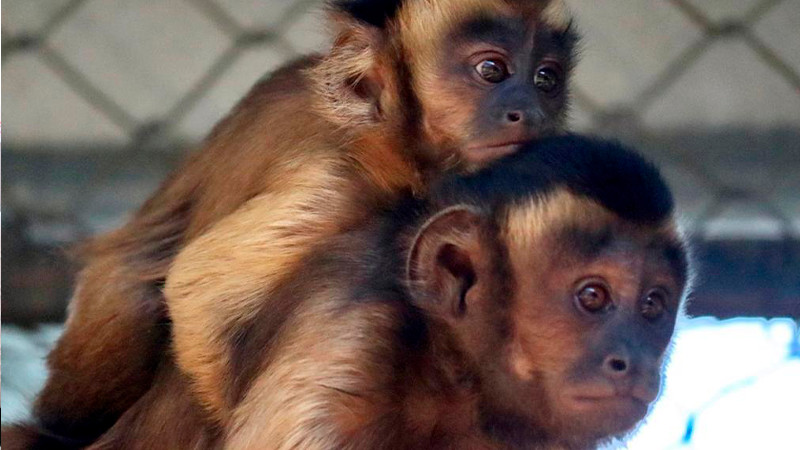 Crece la familia de primates en el Zoológico de Morelia