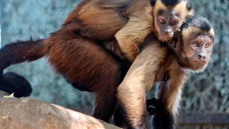 Crece la familia de primates en el Zoológico de Morelia