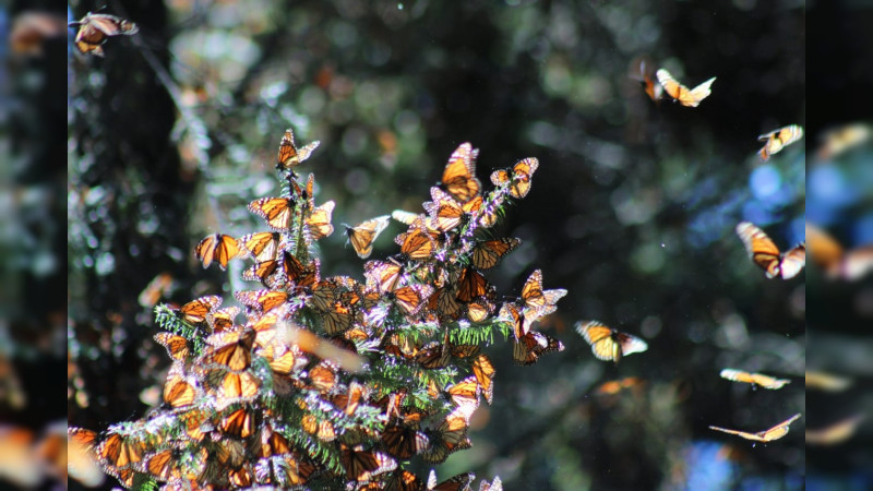 Cerrarán el 31 de marzo los santuarios de la mariposa monarca en Ocampo, Michoacán 