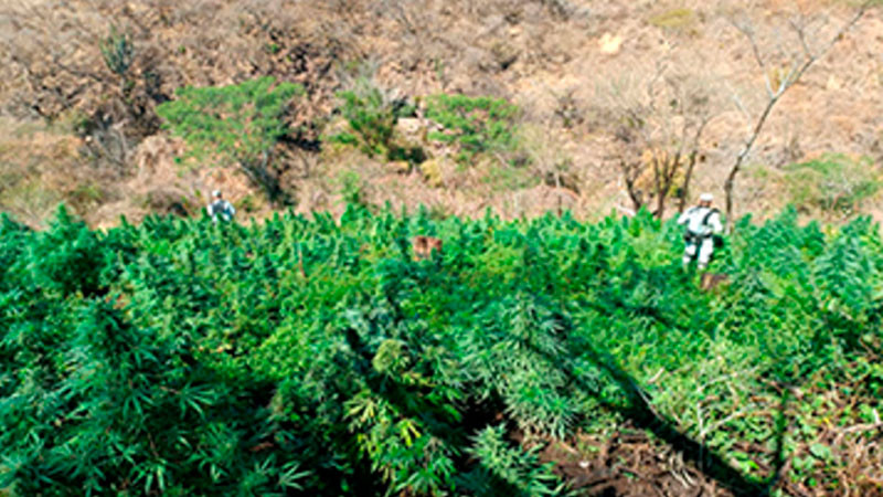 En Jalisco localizan y destruyen dos plantíos de marihuana 