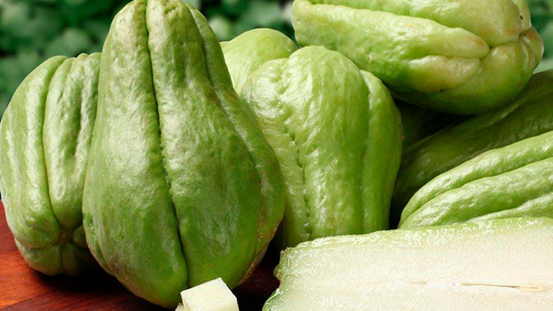 Chayote mexicano, alimento con amplio potencial productivo ante nuevas tendencias de consumo 