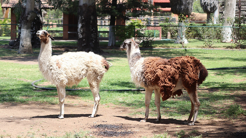 Estas vacaciones conoce a las populares llamas del Zoo de Morelia 