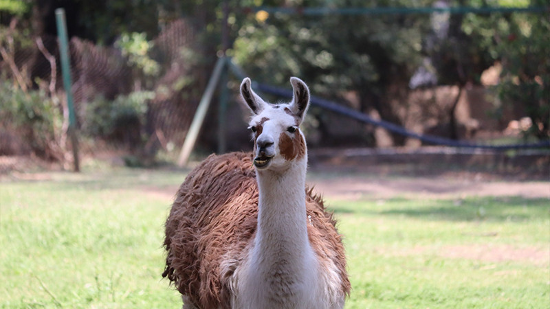 Estas vacaciones conoce a las populares llamas del Zoo de Morelia 