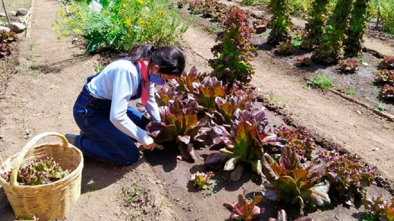 Inauguran jardín-huerto para abonar a conservación de polinizadores y flores nativas 