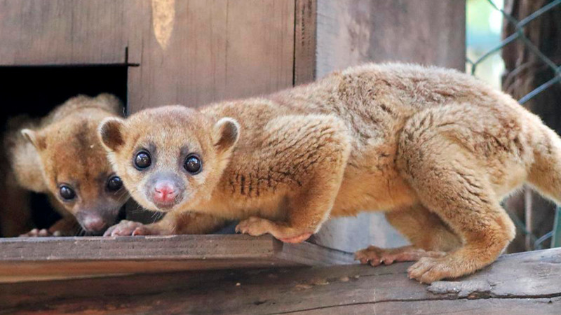 Conoce a la martucha, el mamífero más tierno del Zoo de Morelia