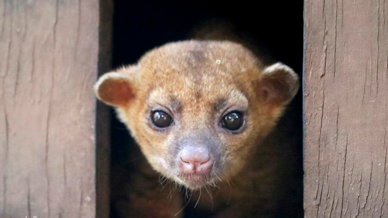 Conoce a la martucha, el mamífero más tierno del Zoo de Morelia