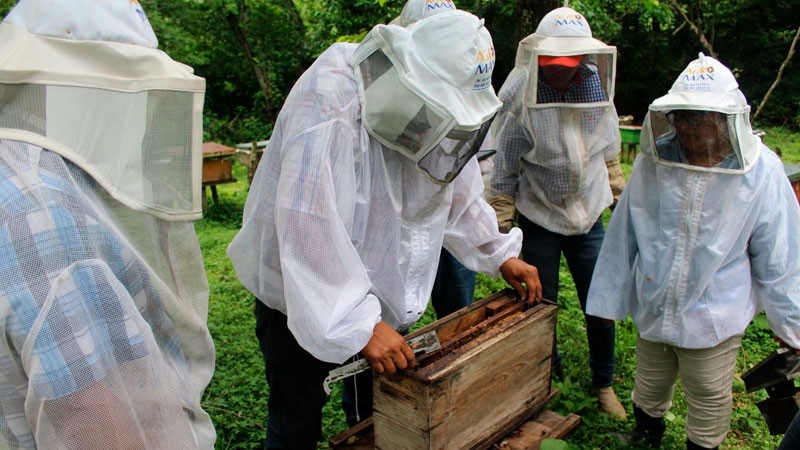 Cuenta México con lineamientos e instrumentos para el cuidado de las abejas 