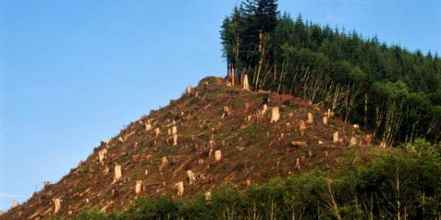 Deforestación en Cuanajo “a base de armas”; anuncian plantación de cien mil árboles 