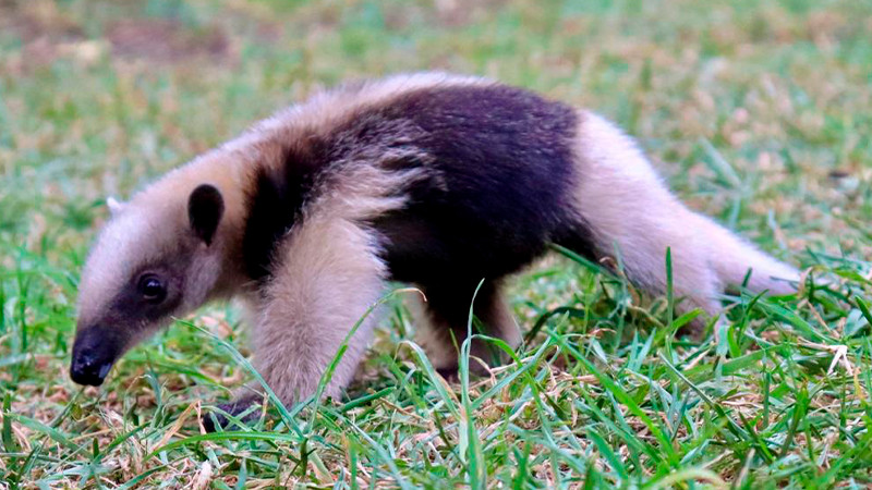 Traslada ZooMorelia a oso hormiguero a SLP