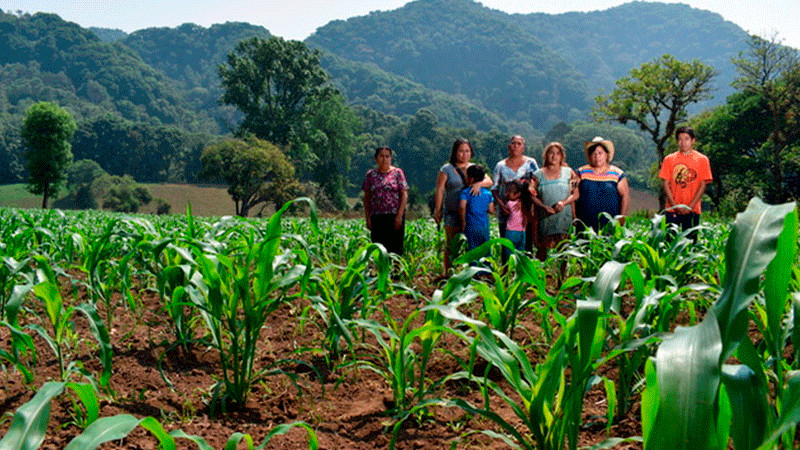 Agricultura en Michoacán, sin afectaciones por sequía: SADER 