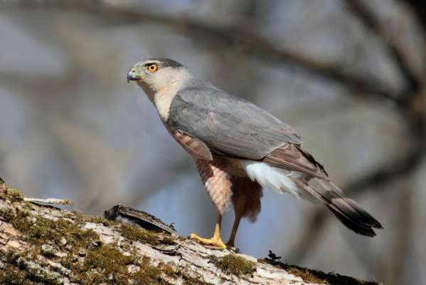 Asociación ecologista asegura que seis especies de aves podrán desaparecer por proyecto del ramal Camelinas - Foto 0 