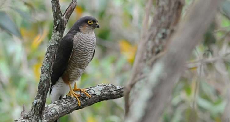 Asociación ecologista asegura que seis especies de aves podrán desaparecer por proyecto del ramal Camelinas - Foto 1 