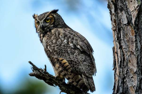 Asociación ecologista asegura que seis especies de aves podrán desaparecer por proyecto del ramal Camelinas - Foto 2 