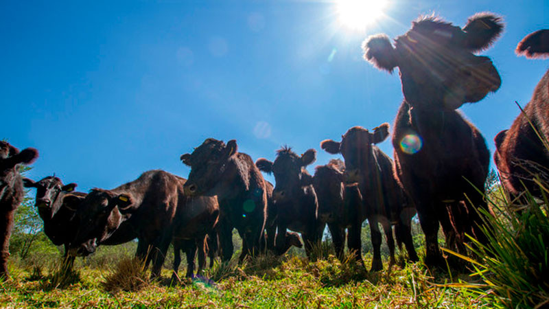 Trabajarán Agricultura y Nuevo León para recuperar clasificación para exportar ganado bovino 