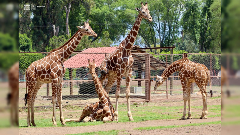 Muñeca, la nueva líder de la manada de jirafas del Zoológico de Morelia