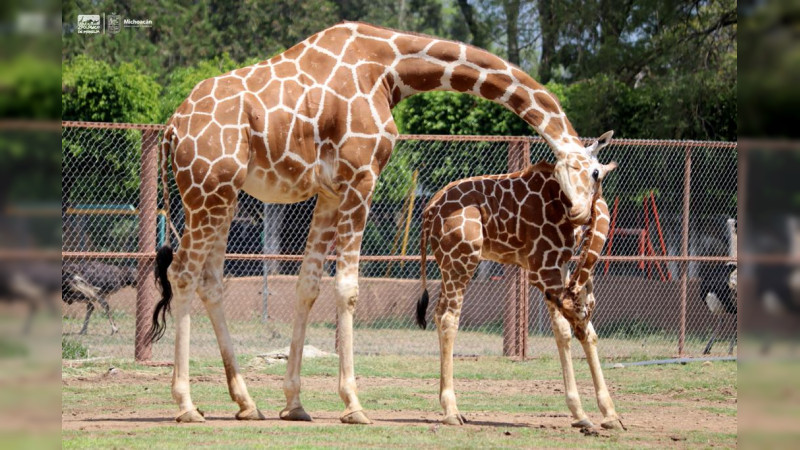 Muñeca, la nueva líder de la manada de jirafas del Zoológico de Morelia