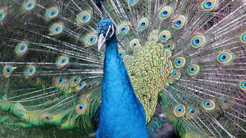 Superan animales del Zoológico de Morelia expectativa de vida 