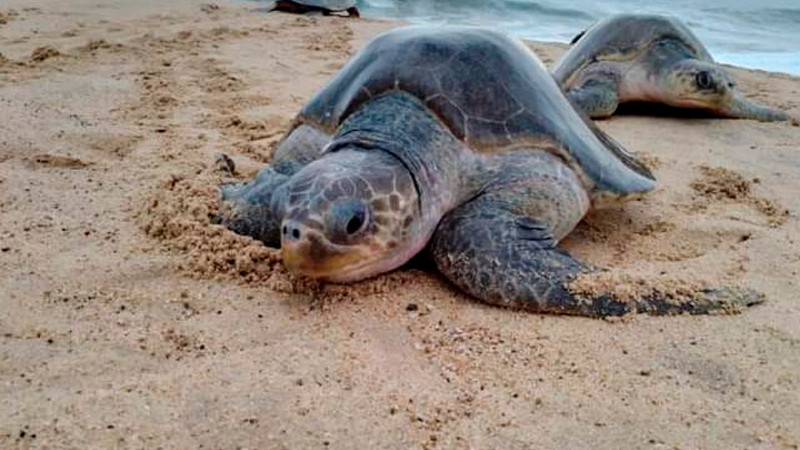 Están de regreso: Se reporta primer avistamiento de tortugas marinas en playas de Lázaro Cárdenas 