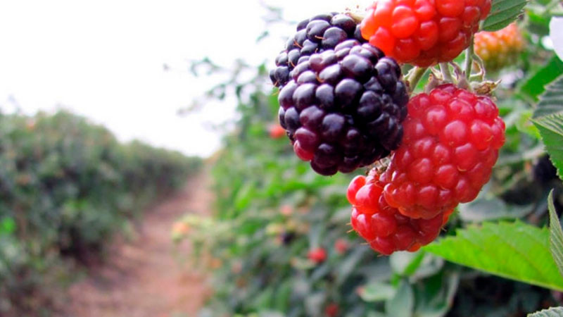 Berries, segundo producto del campo con mayor valor de exportación: Agricultura 