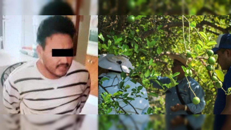 Líder del crimen en Michoacán pide a limoneros alzarse en armas en el Valle de Apatzingán 