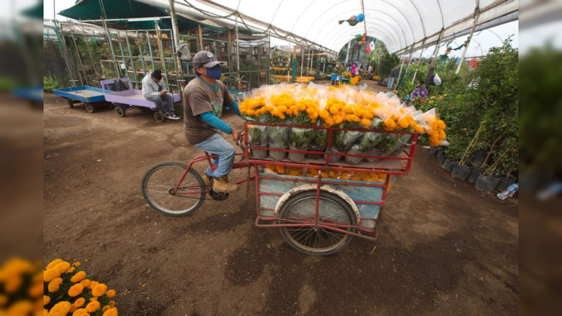 Producción de flor de cempasúchil en México incrementará a 2 mil 448 hectáreas en 2023: Sader