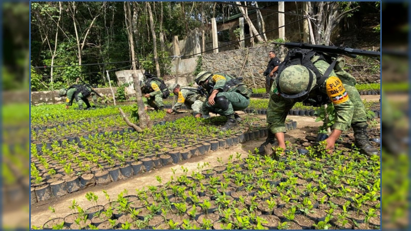 Cultivo De Hoja De Coca Llega A Michoacán, Guerrero Y Chiapas