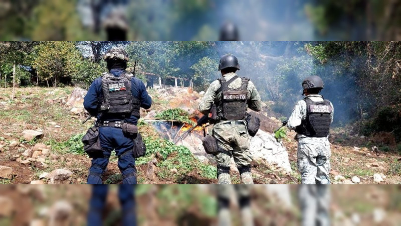 Destruyen tres plantío de cannabis en Churumuco, Michoacán 