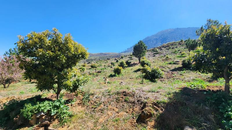 Aseguran predio por delitos contra el ambiente en Zacapu, Michoacán 