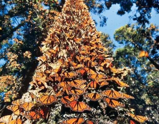 Santuarios de la mariposa Monarca en Michoacán, listos para recibir a visitantes 