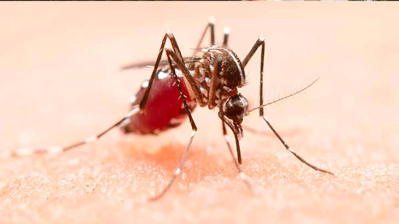 Con más de mil muertes por dengue en lo que va del año, Brasil se aproxima a cifra record  