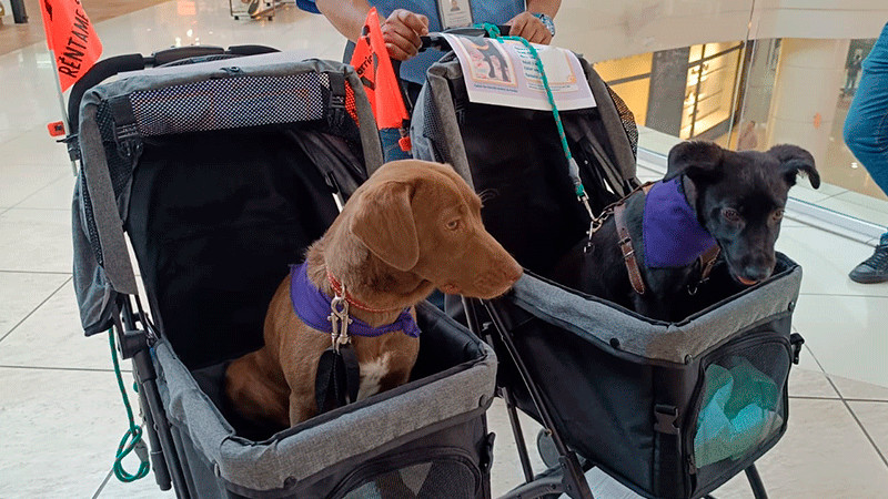 Gatitos y perritos en adopción pasean por centro comercial 