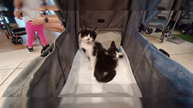 Gatitos y perritos en adopción pasean por centro comercial 