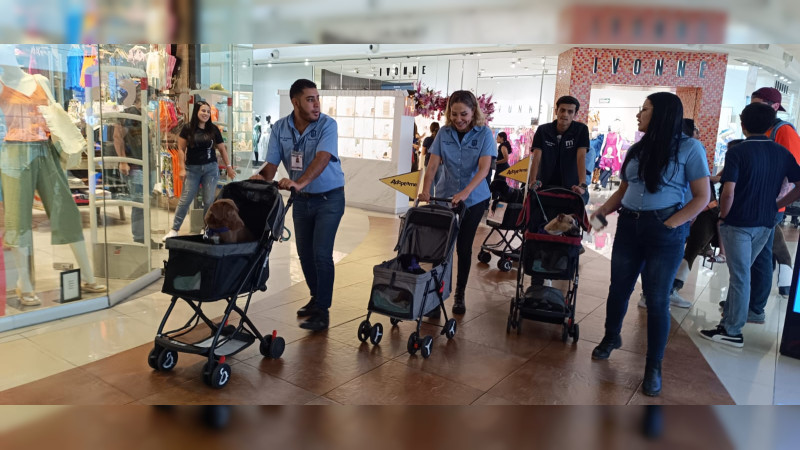 Gatitos y perritos en adopción pasean por centro comercial 