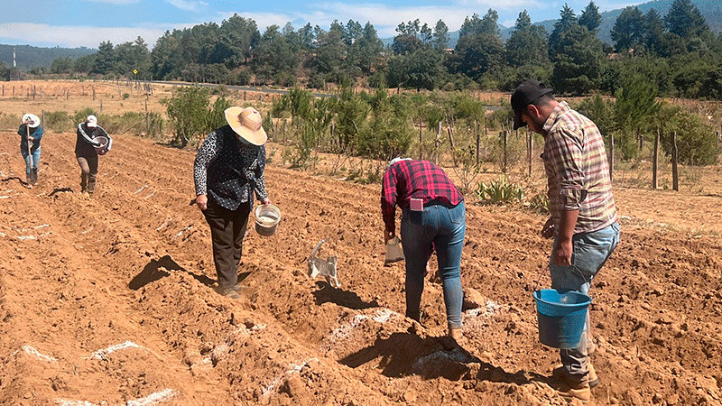 Reintroducen maíz nativo en cultivos de la Meseta Purépecha 