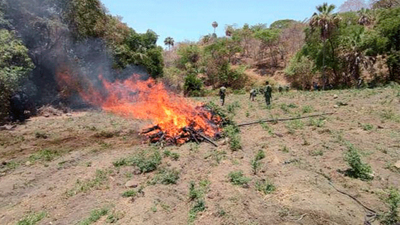 Incautan plantíos de droga en La Huacana, Michoacán 