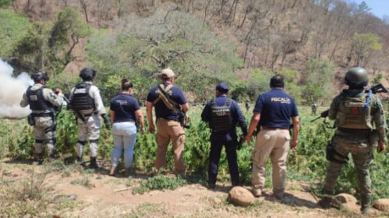 En Huetamo, Michoacán destruyen 21 mil plantas de sustancias ilícitas 