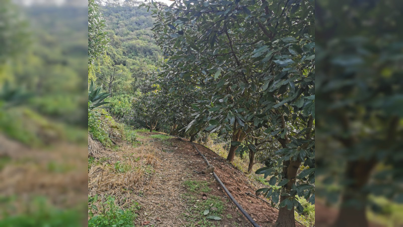 Vinculan a mujer por operar durante 3 años huerta ilegal de aguacate, en Tzintzuntzan, Michoacán  