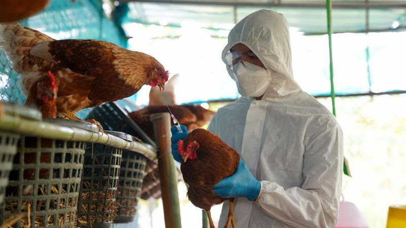 Estados Unidos reporta segundo caso de gripe aviar en humanos relacionado con epidemia en vacas 
