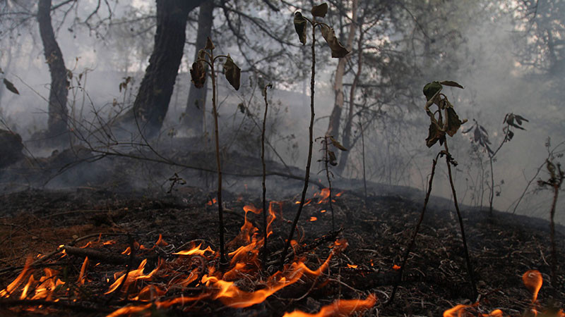 Suman dos mil incendios forestales en Yucatán 