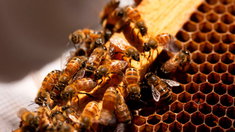 Muere hispano en California tras recibir ataque de más de 300 abejas; salvó a niño que lo acompañaba 