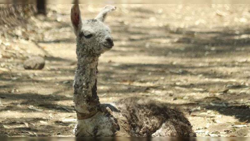 El nacimiento de una “llamita” emociona a visitantes del Zoológico de Morelia, Michoacán 